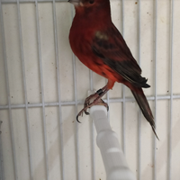 Nero rosso intenso maschio 2025