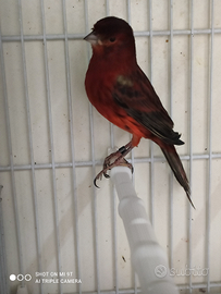 Nero rosso intenso maschio 2025