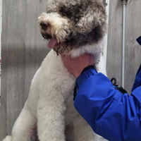 Lagotto romagnolo per monta