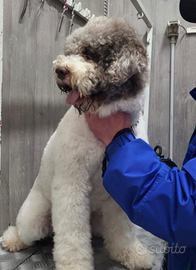 Lagotto romagnolo per monta
