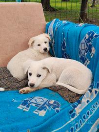 Cuccioli di meticcio