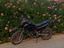 Immagine 2