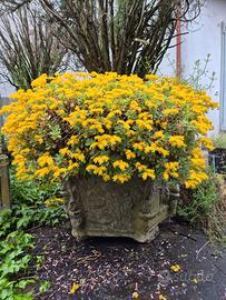 Vasi grandi dimensioni