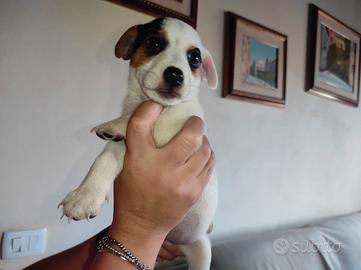 Jack Russell
