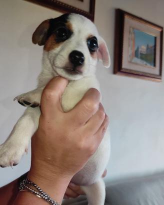 Jack Russell