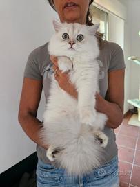British Longhair maschio
