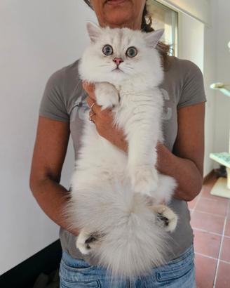 British Longhair maschio