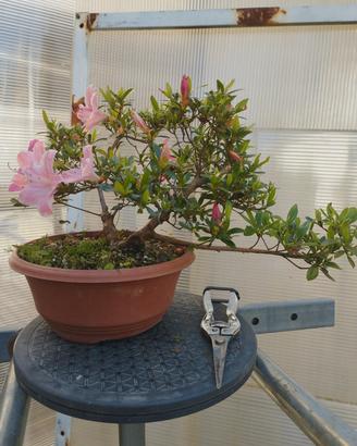 azalea satsuki karenko pre bonsai 