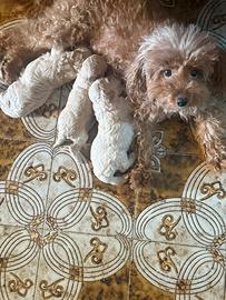 Barboncini toy