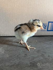 Pulcini marans,auraucana,oliver eggers