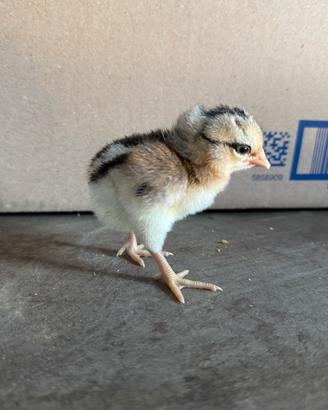 Pulcini marans,auraucana,oliver eggers