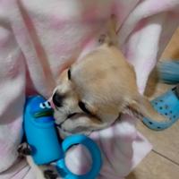 Cucciolo di chuhuahua