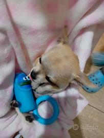 Cucciolo di chuhuahua