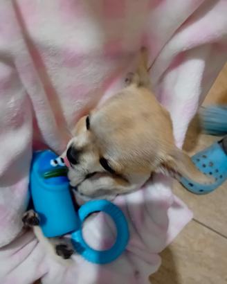 Cucciolo di chuhuahua