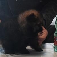 Spitz volpino Pomerania