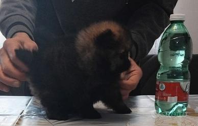 Spitz volpino Pomerania