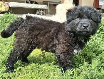 Brian 2 mesi taglia media grande