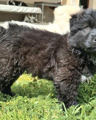 Brian 2 mesi taglia media grande