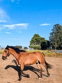 cavallo  Andaluso super bravo 