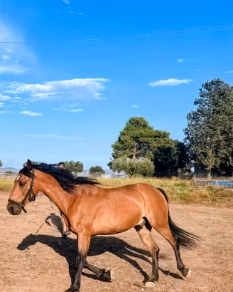 cavallo  Andaluso super bravo 