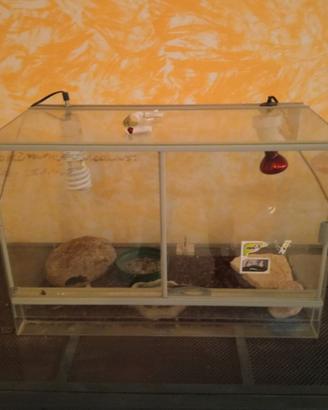 Teca per rettili