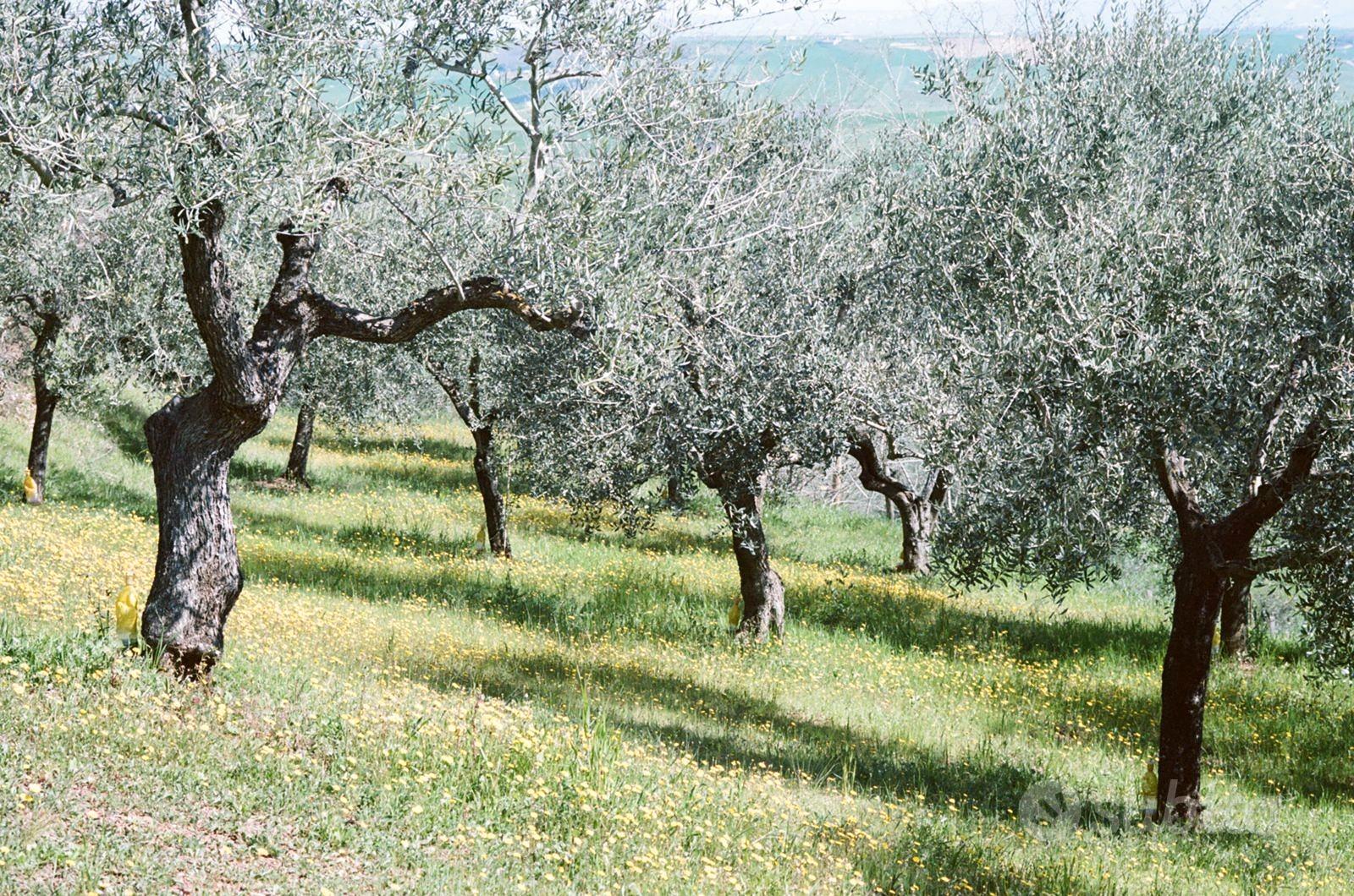 Terreno agricolo -Uliveto e Frutteto - Vista 4