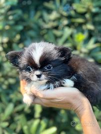Chihuahua Femmina PL nera con bianco