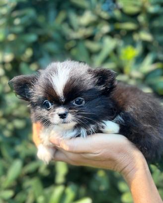 Chihuahua Femmina PL nera con bianco