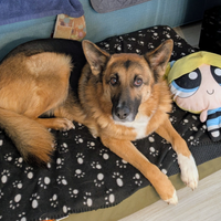 Pastore Tesco Femmina