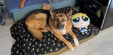 Pastore Tesco Femmina