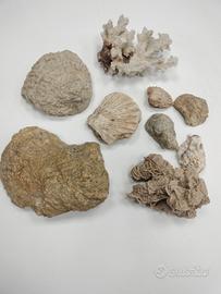 fossili 