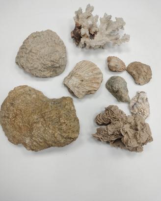 fossili 