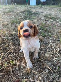 Cuccioli epagneul Breton