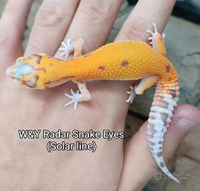 Geco leopardino