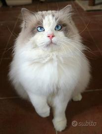 Ragdoll da monta con pedigree