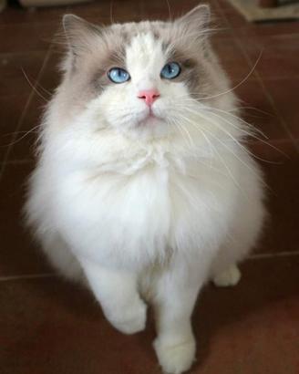 Ragdoll da monta con pedigree