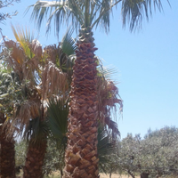 Palme Washingtonia, Chamaerops, Cicas