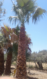 Palme Washingtonia, Chamaerops, Cicas