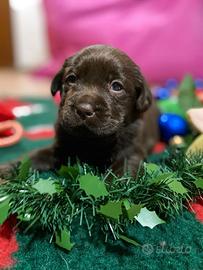 Labrador cuccioli