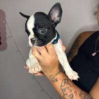 Bulldog francese