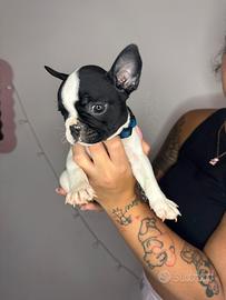 Bulldog francese