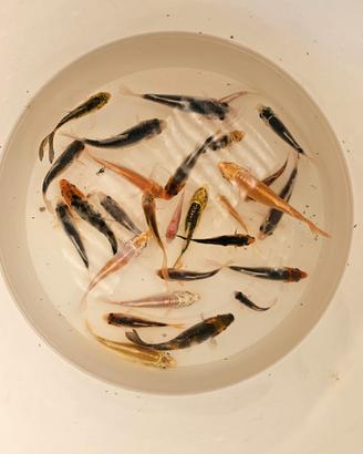 Carpe Koi