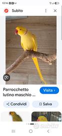 Parrocchetto dal collare lutino