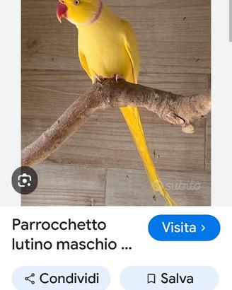 Parrocchetto dal collare lutino