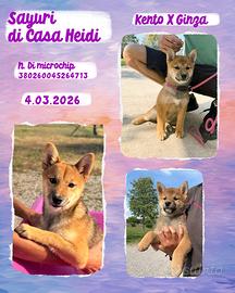 Shiba cuccioli con pedigree ENCI