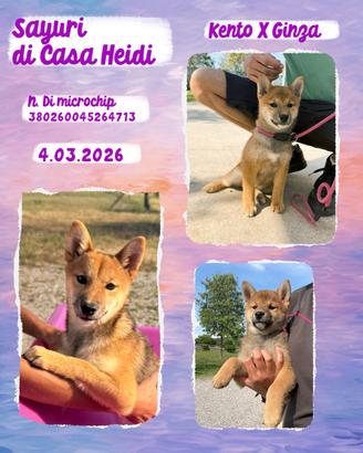 Shiba cuccioli con pedigree ENCI