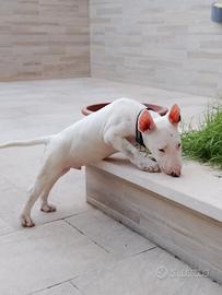 bull terrier standard 