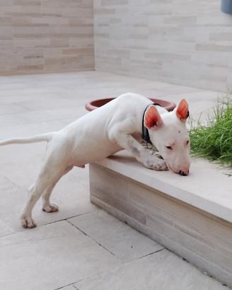 bull terrier standard 
