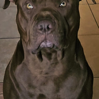 Monta American Pitbull Terrier 500 euro