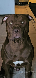 Monta American Pitbull Terrier 500 euro